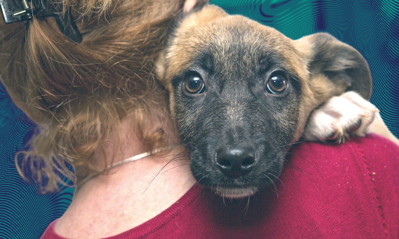 natural gas safety for pets